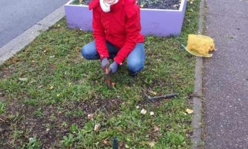 PLANTATION DE BULBES DE TULIPES ET NARCISSES PLANTATION DE BULBES DE TULIPES ET NARCISSES