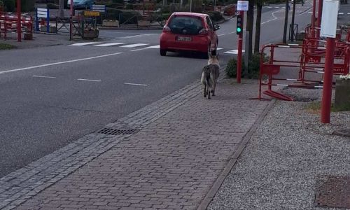 Poursuite du chantier rue de la Croix Poursuite du chantier rue de la Croix