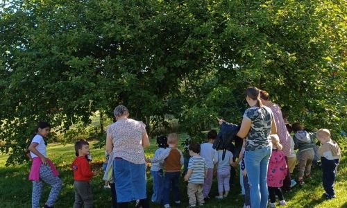 Cueillette de pommes