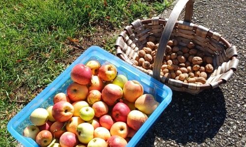 Cueillette de pommes