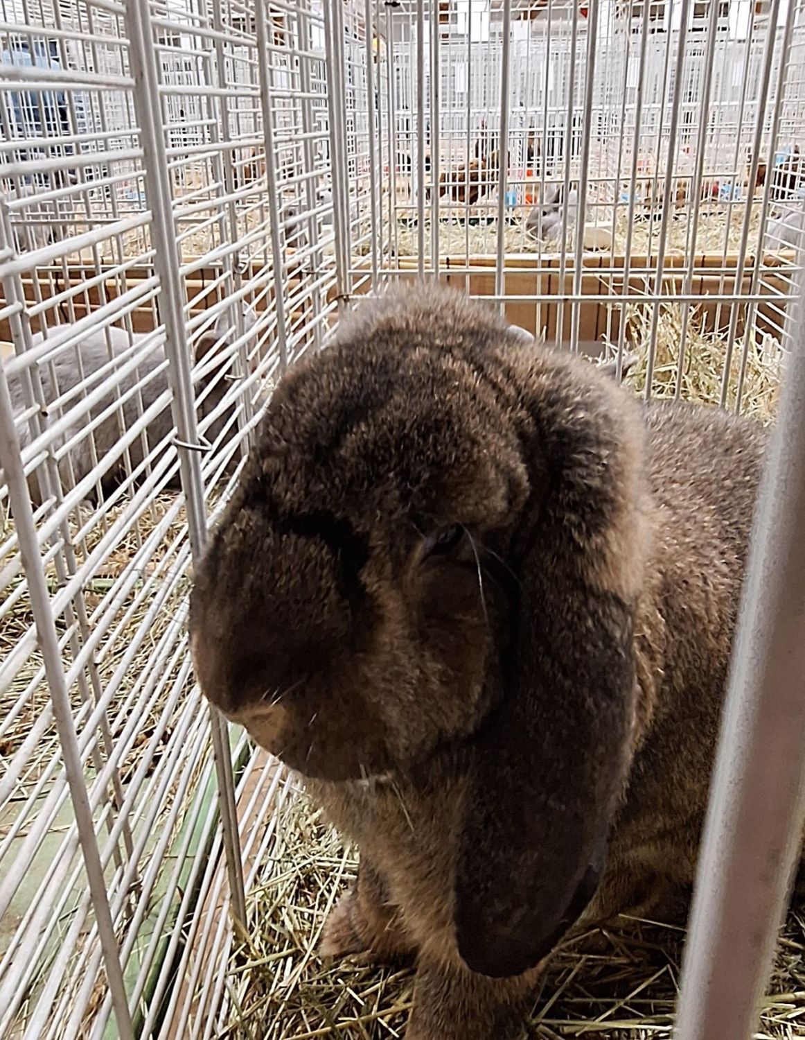 EXPOSITION AVICOLE EXPOSITION AVICOLE