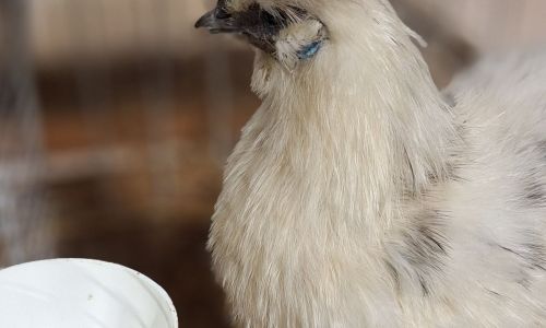 EXPOSITION AVICOLE EXPOSITION AVICOLE