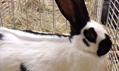 EXPOSITION AVICOLE EXPOSITION AVICOLE