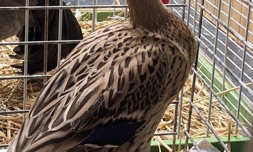 EXPOSITION AVICOLE EXPOSITION AVICOLE