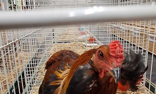 EXPOSITION AVICOLE EXPOSITION AVICOLE