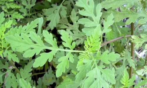 L'AMBROISIE : une plante dangereuse pour la santé